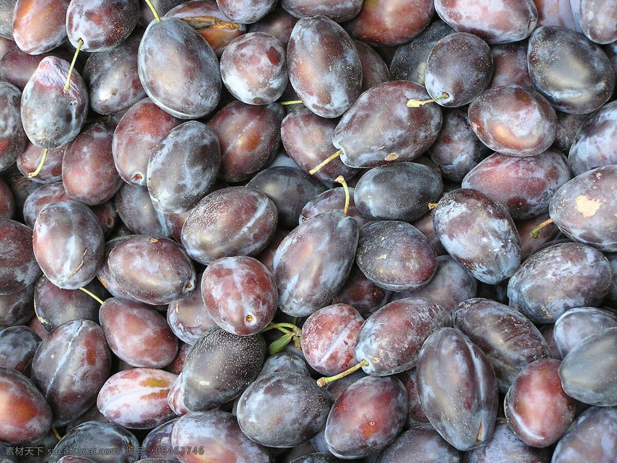 西梅 植物 水果 紫色水果 加州梅 绿色叶子 西梅果园 近照 生物世界