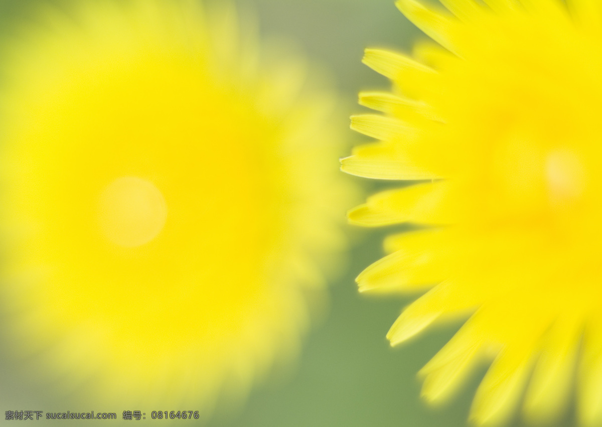 菊花 背景 素材图片 野花 鲜花 花朵 绿色 清新 清爽 鲜花背景 背景素材 美丽风景 摄影图 高清图片 花草树木 生物世界