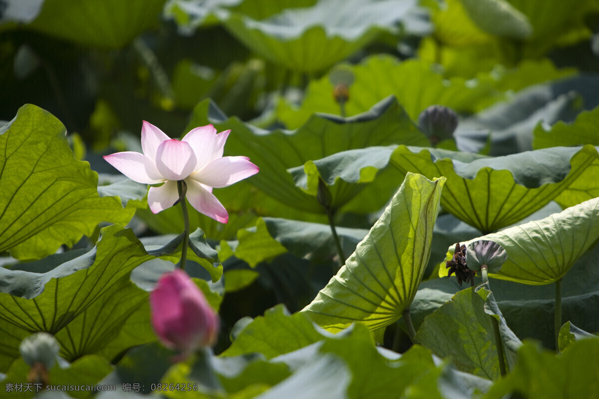 荷塘 中 荷花 高清图片 横构图 植物 日光 户外 清新 白昼 风景 莲花 圣洁 阳光 空气 荷叶 粉色 花蕾 莲蓬 花草树木 生物世界