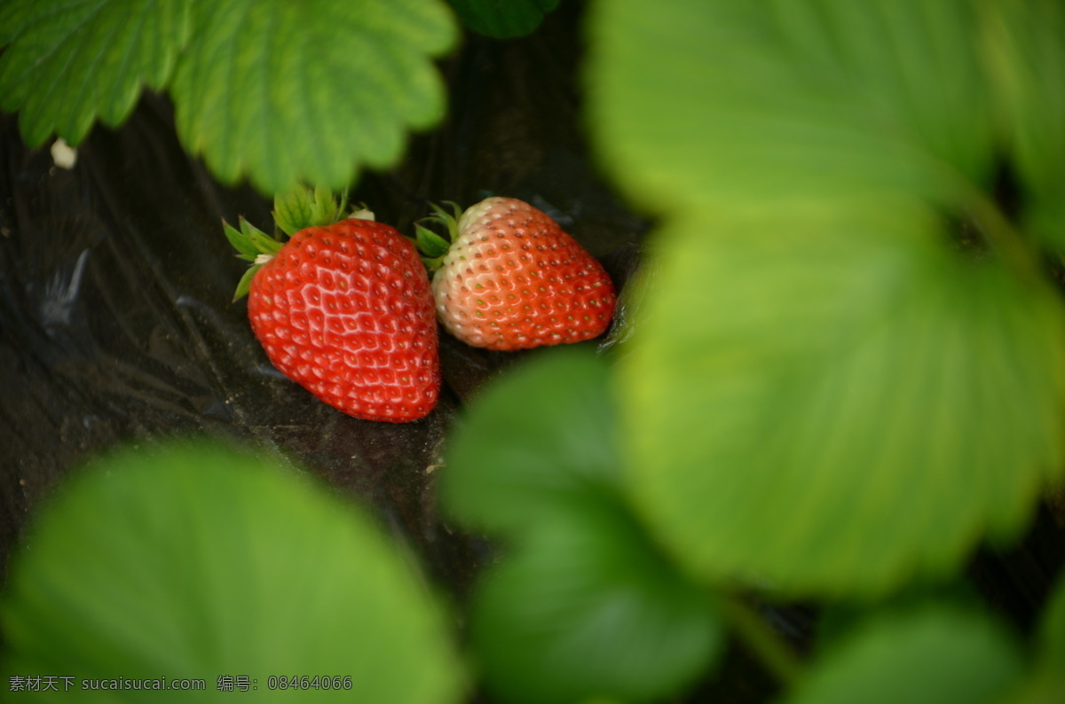 草莓 蔬菜大棚 农用大棚 塑料大棚 现代农业 绿色蔬菜 农业种植 农作物水果 生物世界 水果