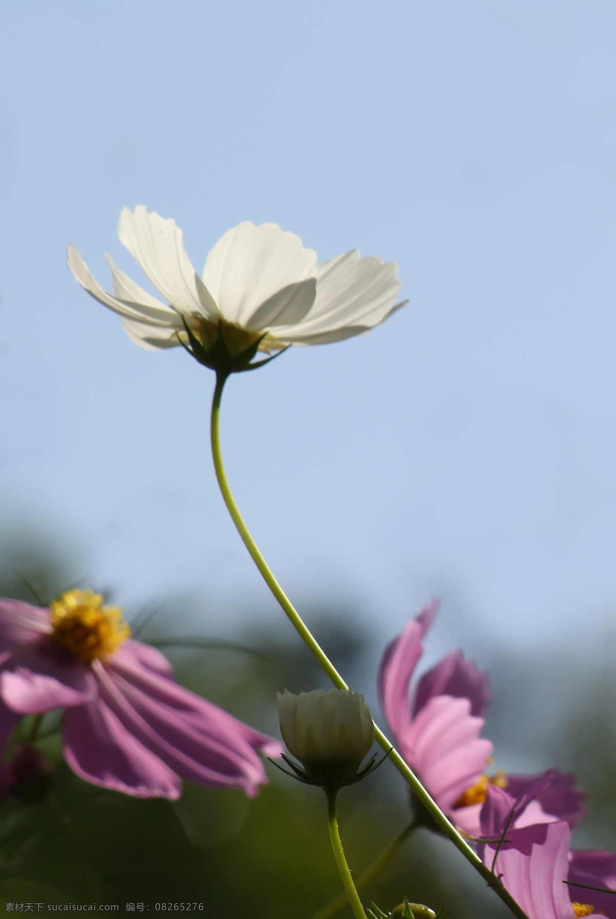 唯美 白色 格桑 花 高清 鲜花 花草 格桑花 花朵