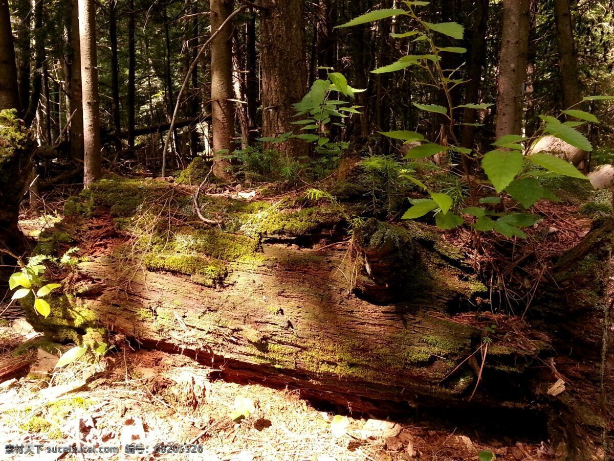 苔藓树桩