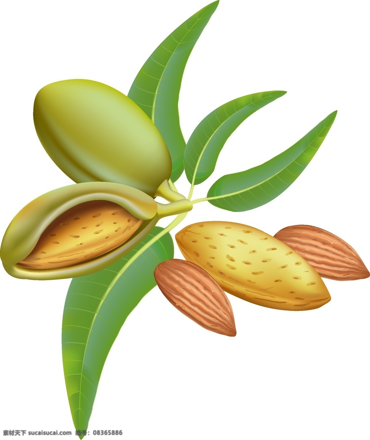 矢量坚果 绿叶 食物 矢量文件 植物