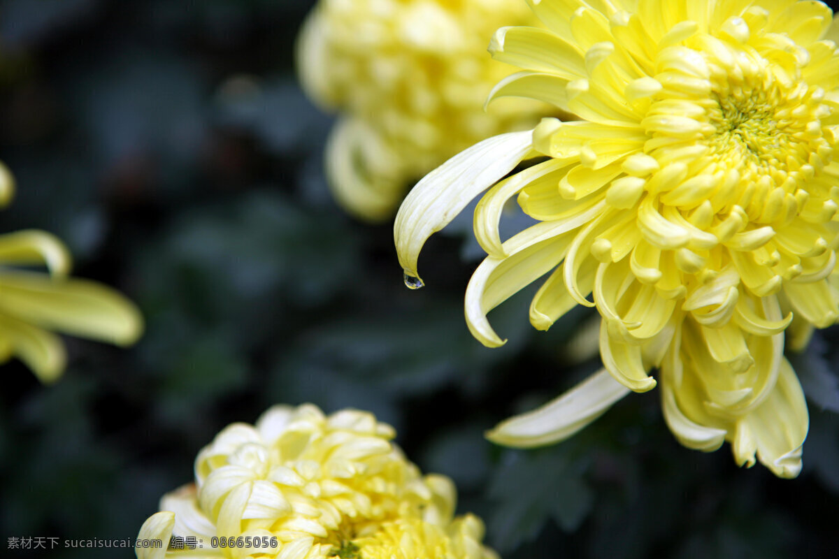 菊花 水滴 秋菊 花草 生物世界 黄色