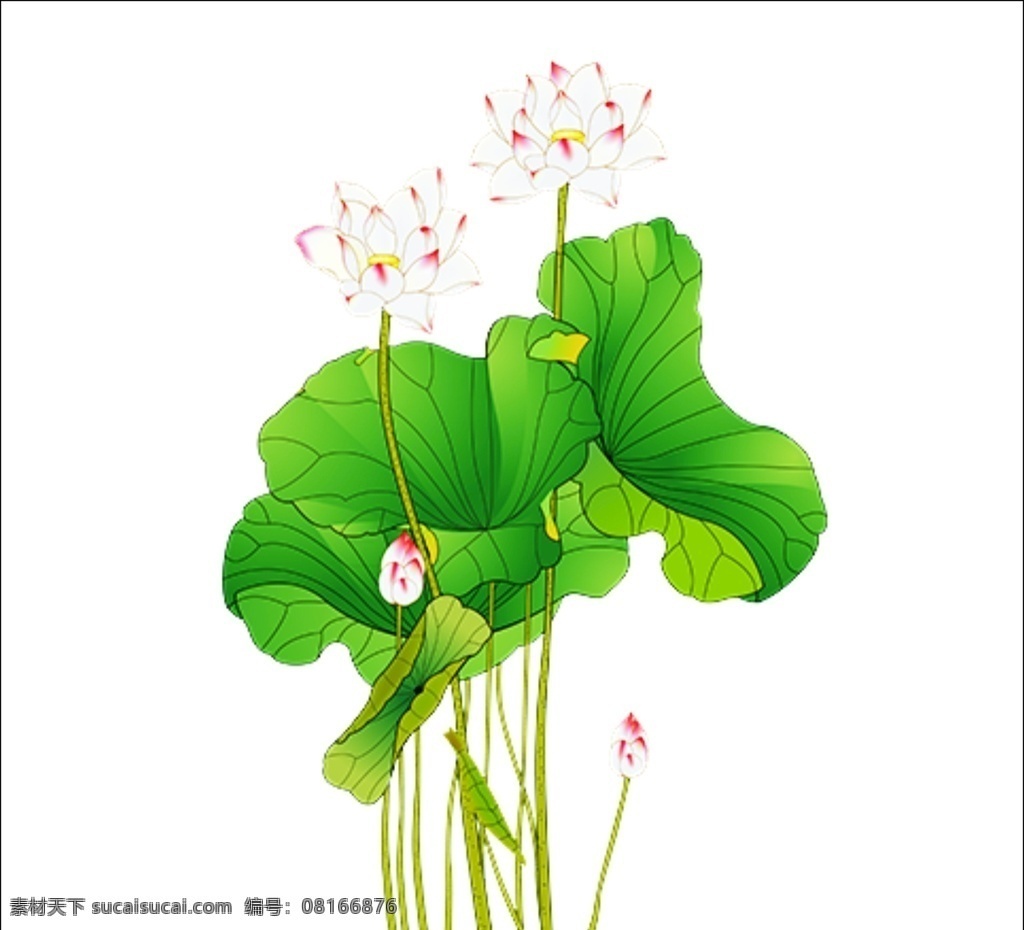 荷叶 荷花免扣图 荷叶荷花 夏日荷花