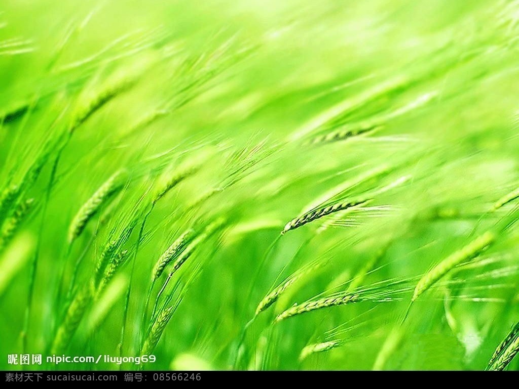 麦穗背景 背景 麦穗 底纹边框 背景底纹 设计图库