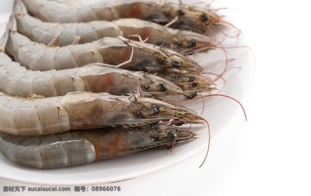 一盘虾 基围虾 鸡尾虾 明虾 虎虾 对虾 厄瓜多尔对虾 青虾 河虾 生鲜 海鲜自助 海捕大虾 白灼基围虾 烧烤海虾 自助烧烤 海鲜 餐饮美食 传统美食