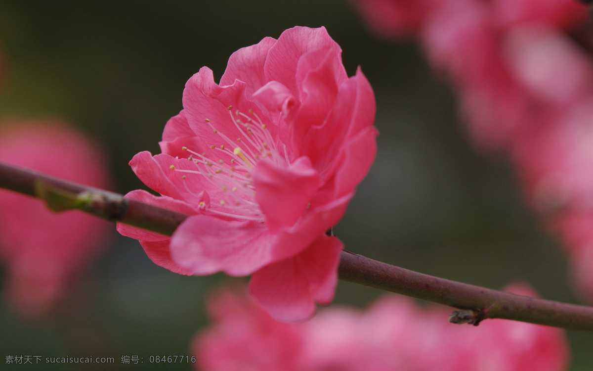垂丝海棠花卉