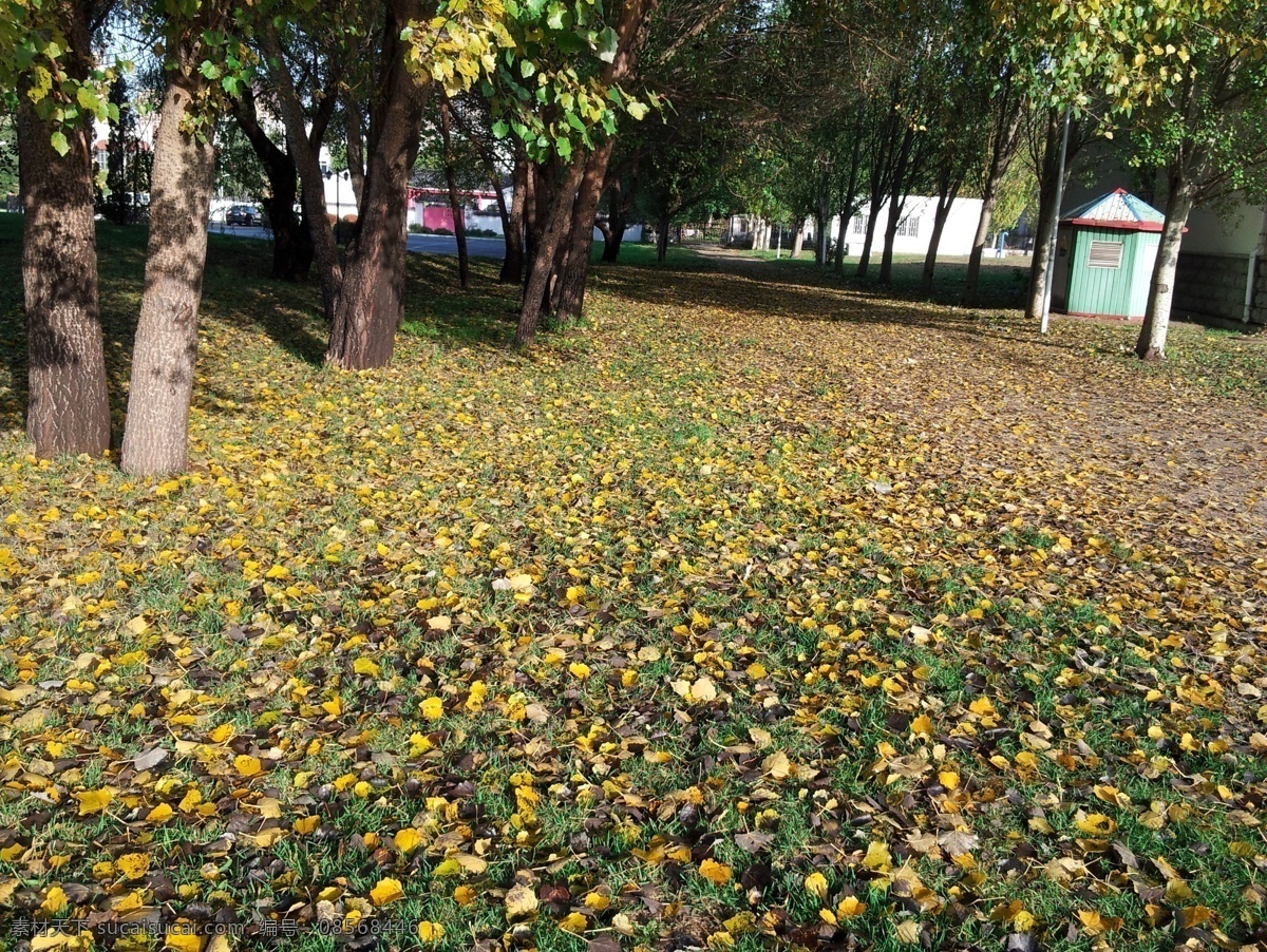 初秋的落叶 初秋 落叶 风景 树木 黄叶 自然 自然风景 自然景观