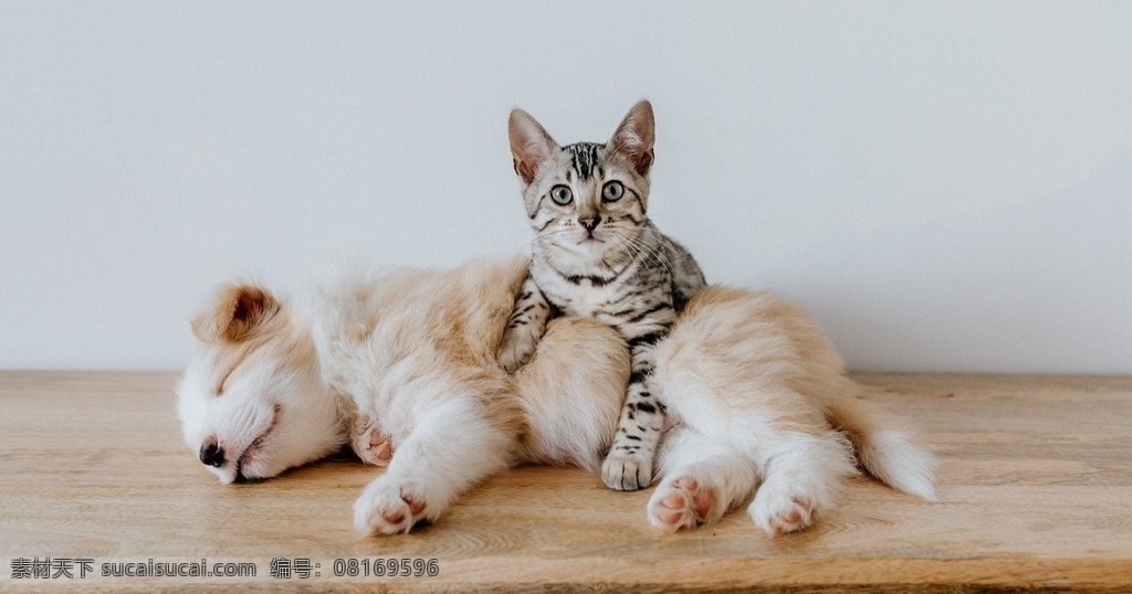 动物猫与狗 动物 生物 宠物 猫 狗 梨花猫 国内猫 犬 睡觉 家养 可爱 呆萌 壁纸 宠物素材 生物世界 家禽家畜