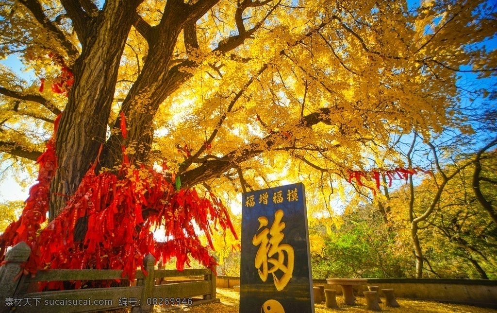 道观秋色 圣水观 银杏 秋色 道观 祈福 自然景观 风景名胜