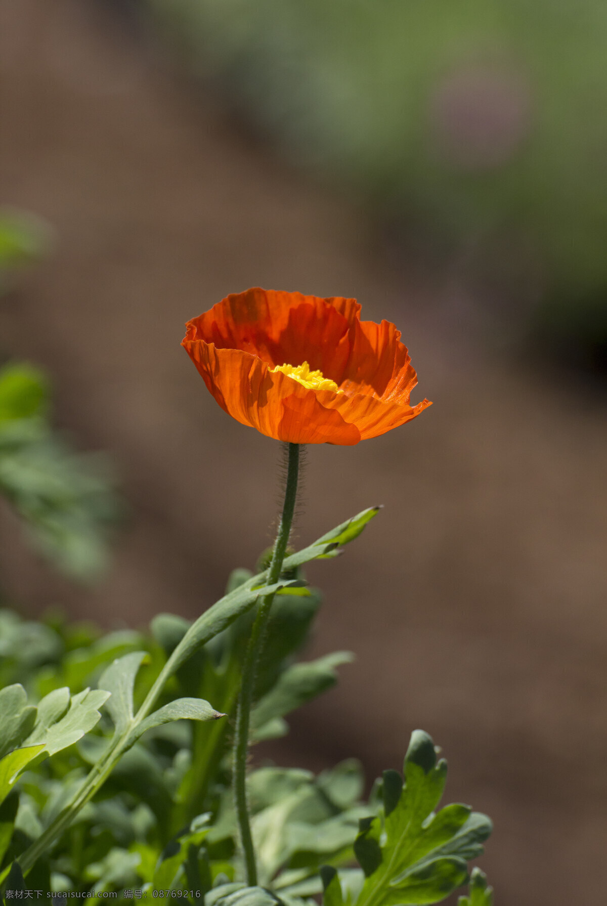 红色 特写 花 红色特写花 生物世界