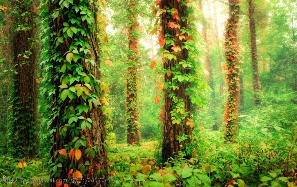 童话世界 阳光 树林 森林 草坪 绿树林 阳光树林 森林背景 阳光森林 树林光影 绿色树林 树林背景 树林风景 树林背景图片 森林素材 梦幻森林 树叶 一米阳光 童话 魔幻 生物世界 树木树叶