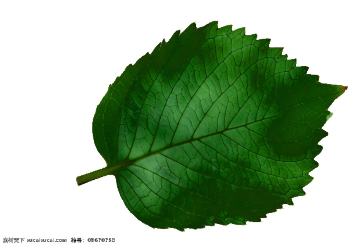 常用植物贴图 常用 植物 贴图 生物世界 树木树叶 设计图库