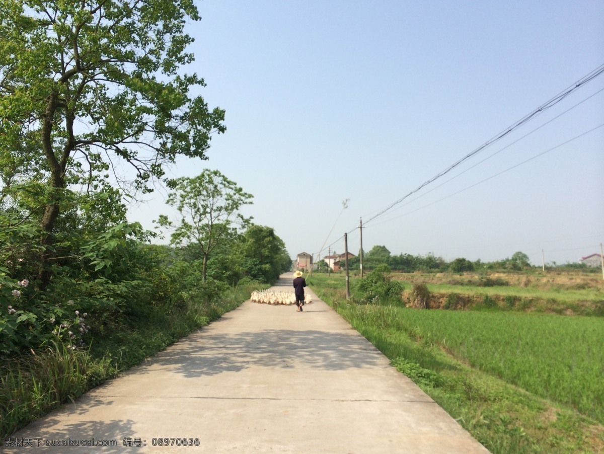 走在田野小路 田野小路 老人 鸭子 草原 绿地 田园 水泥路 自然景观 田园风光