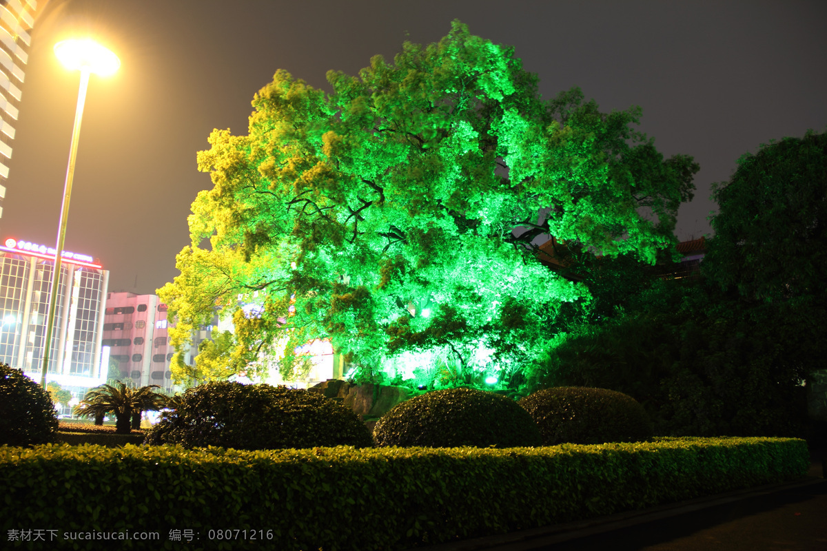 公园夜景树木 公园夜景 树木 夜空 夜景 自然风景 灯光 光线 自然景观 东湖公园 东湖公园夜景