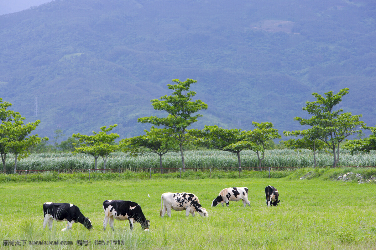 乳牛 牧 場 户外景色 奶牛 牛仔 田园风光 乳牛牧場 牛厂 风景 生活 旅游餐饮
