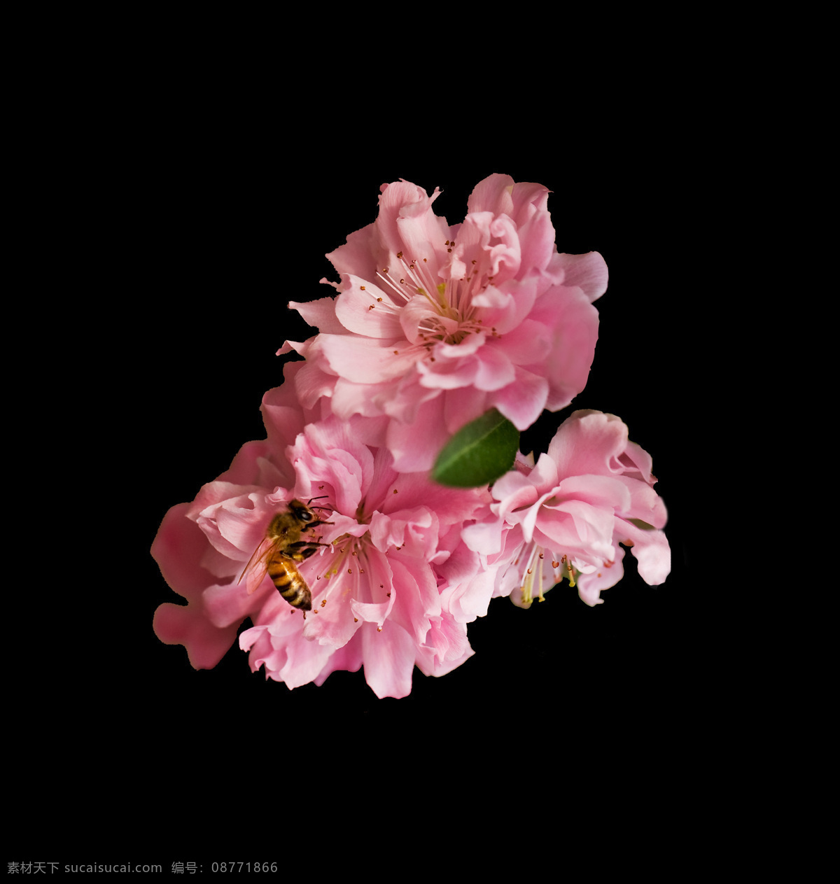 位图 写实花卉 植物 花朵 免费素材 面料图库 服装图案 黑色