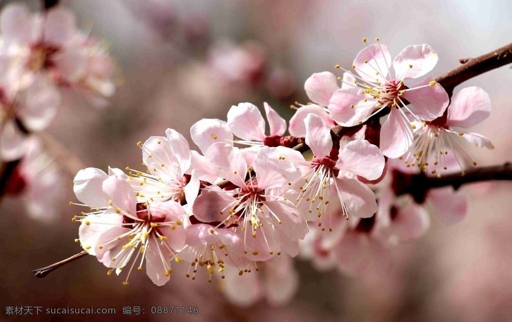 杏花 盛开 美如 画 龙渠 美如画 花 自然景观 田园风光