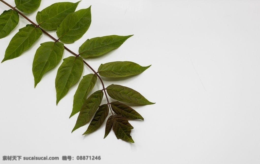 纯色 背景 上 绿叶 树枝 黑色 渐变 米色 自然 极简 抠图 阴影 背景素材 生物世界 树木树叶