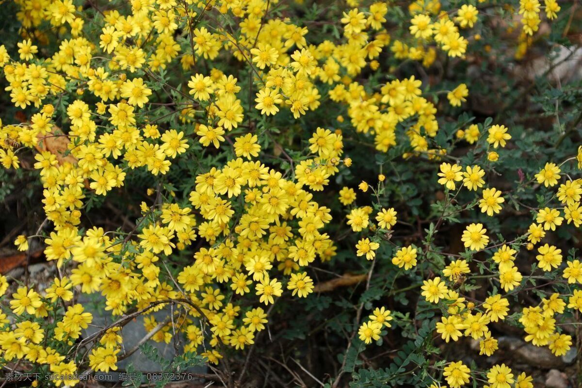 野菊花 菊花 花朵 花 菊科植物野菊 生物世界 花草