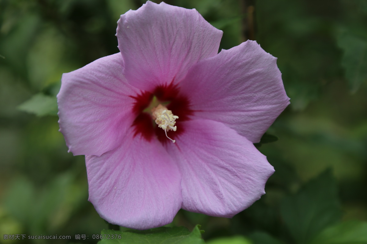 木槿花 木槿 无穷花 花卉 花儿 花草 植物 园林绿化 绿化景观 装饰画 木槿木槿花 生物世界