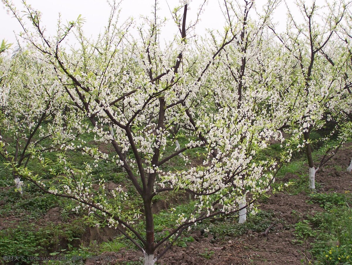 李花烂漫 李花 烂漫 风景 植物 李树 园林 农家 水果 生物世界 花草 摄影图库