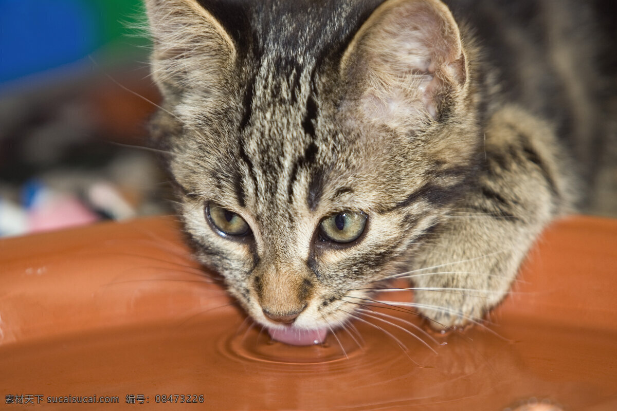 喝水 小猫 宠物 可爱 猫咪 动物世界 摄影图 猫咪图片 生物世界