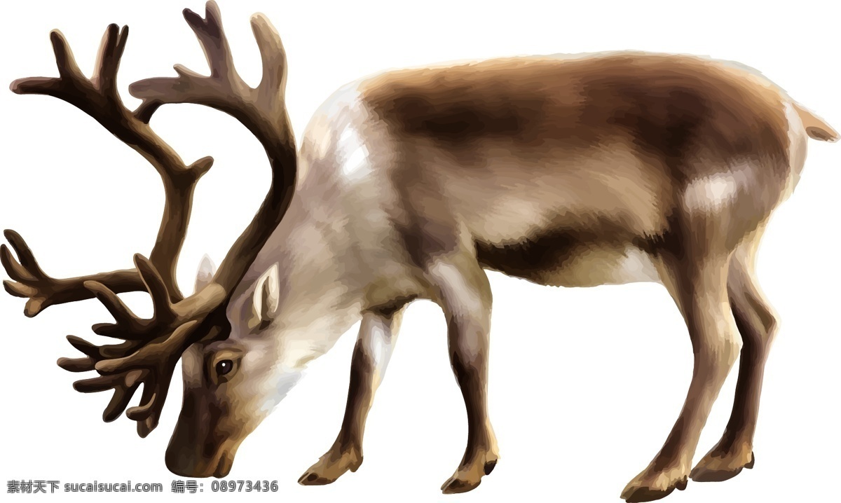驯鹿 麋鹿 雄鹿 公鹿 动物 鹿角 毛皮 自然 生物世界 野生动物
