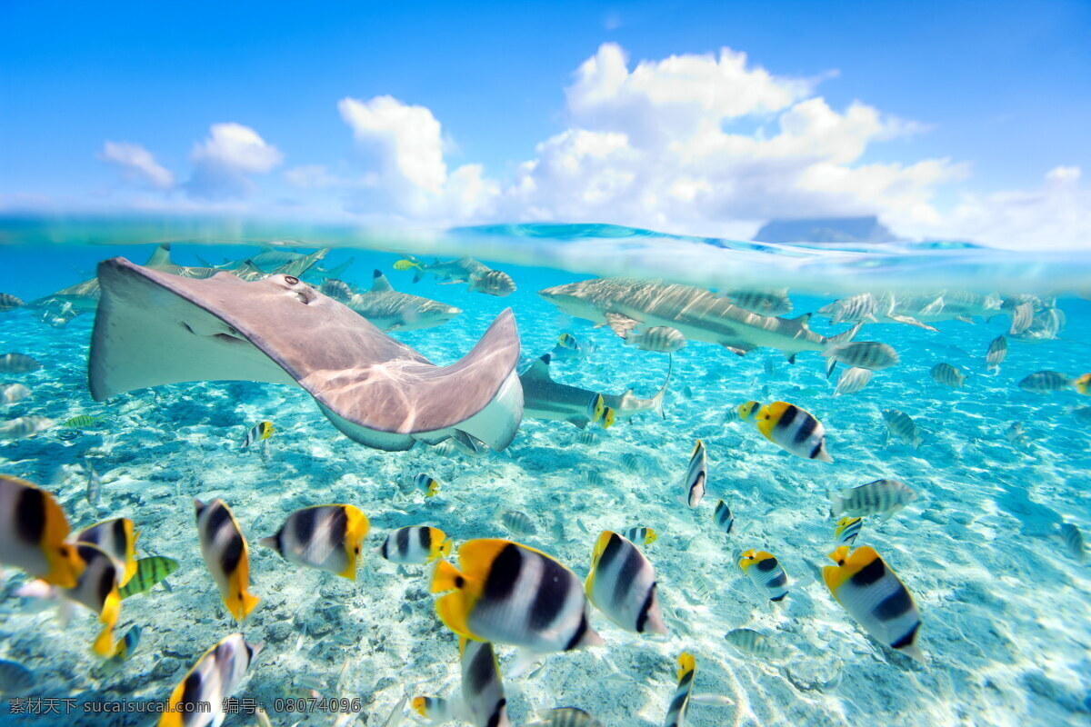 海底世界 沙滩 清澈 热带鱼 观赏鱼 海边 海景 热带 美景 海洋 海洋生物 生物世界