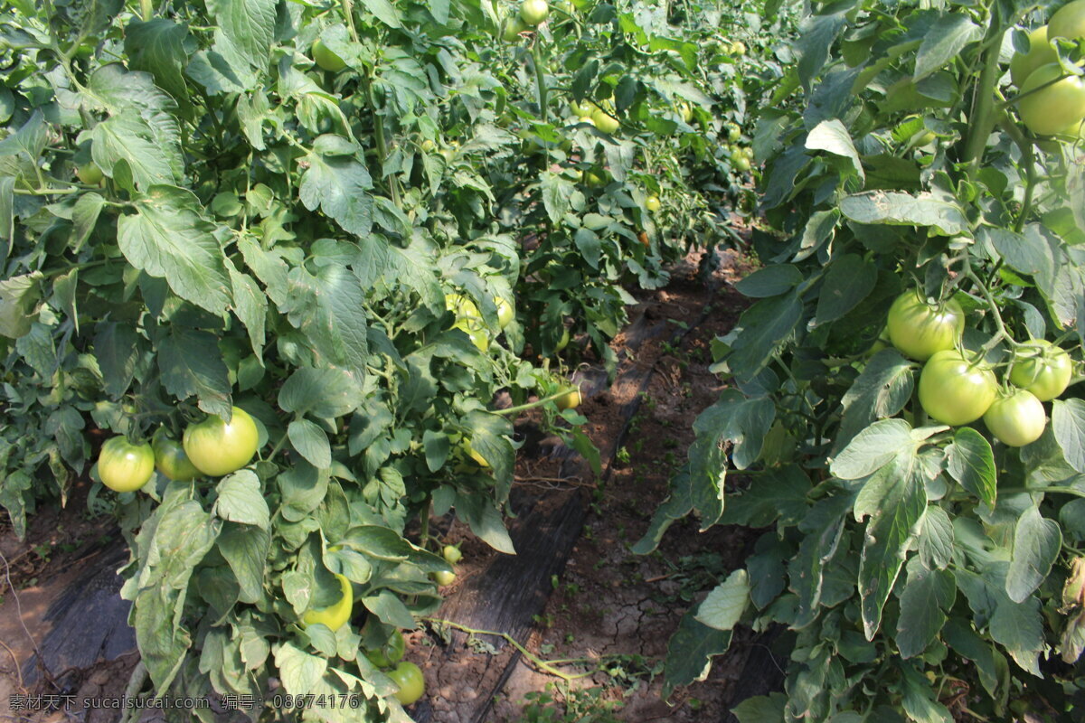 西红柿 柿子 番茄 蔬菜 有机 绿色 无公害 有机蔬菜 健康 安全 营养 美味 食材 植物 生物世界