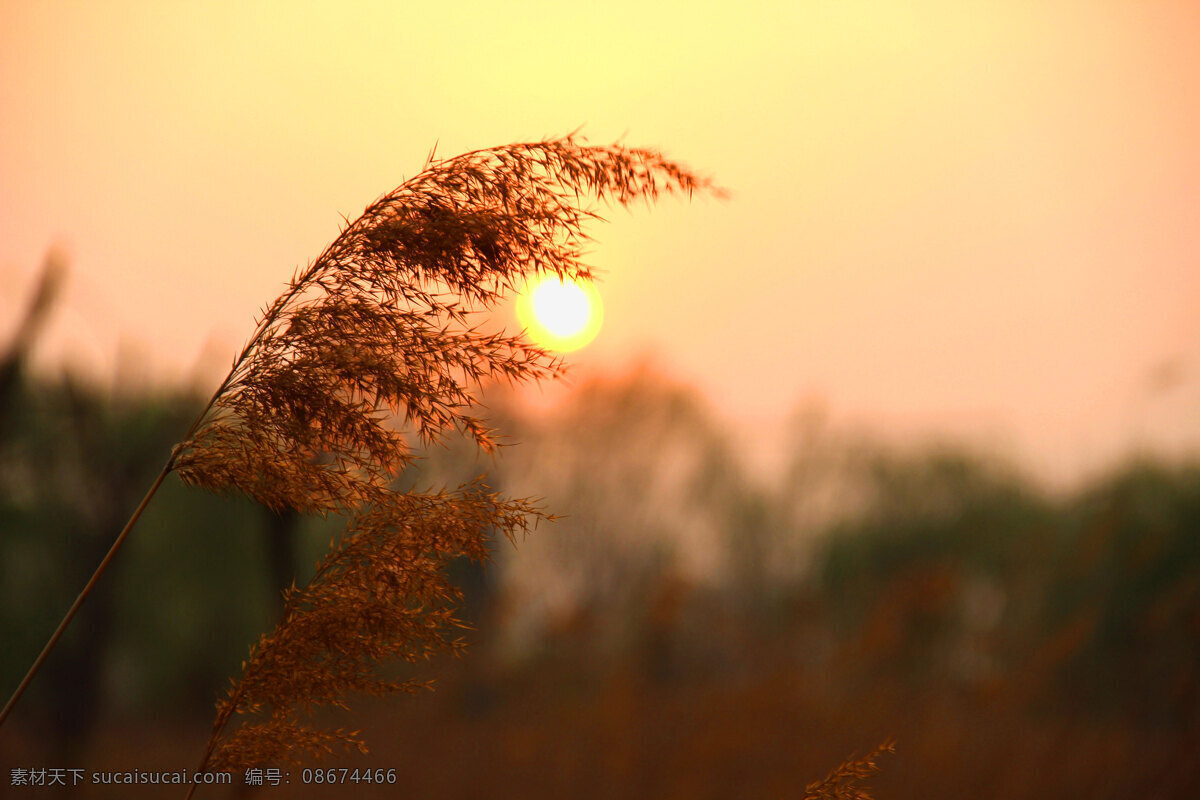 夕阳 芦苇 黄昏 照片 旅游摄影 国内旅游