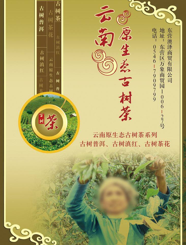 dm宣传单 茶设计 茶树 广告设计模板 祥云 源文件 茶树宣传设计 采茶人 茶园内页 云南古树茶 茶树宣传 茶树广告 矢量图 其他矢量图