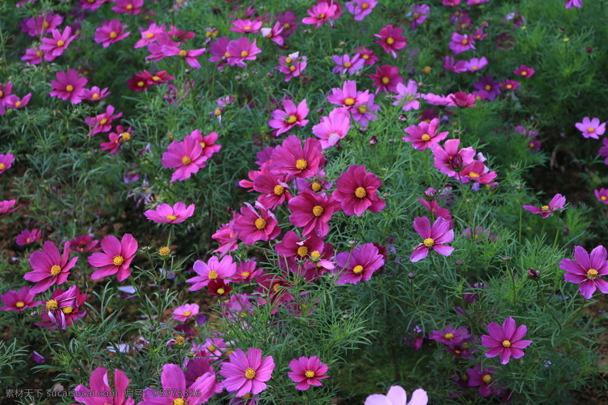 格桑花 花 花朵 花草 红花 花蕊 花瓣 红色 鲜花 植物世界 生物世界