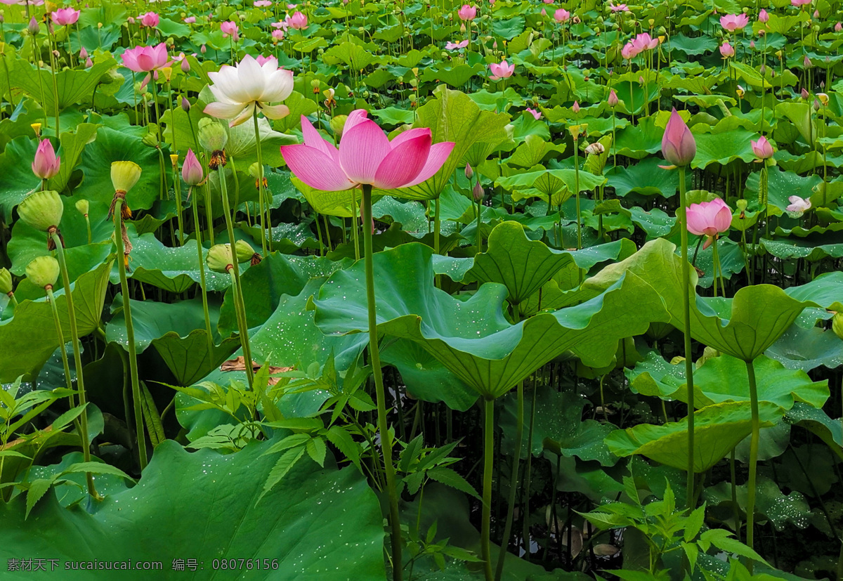 夏日莲花池 莲花池 莲花 荷花 夏日 莲蓬 花骨朵 莲叶 植物摄影 自然风景 花草 自然风光 生物世界