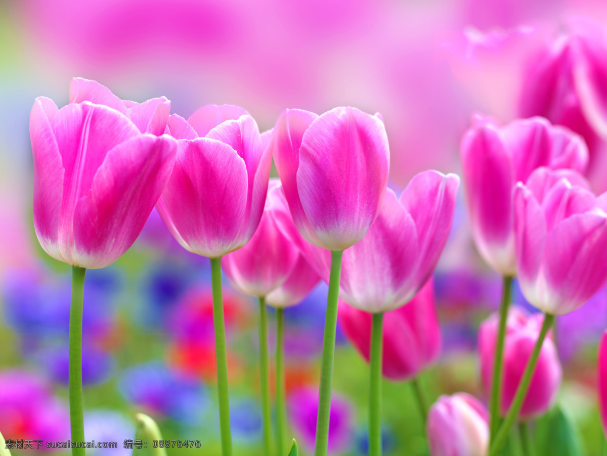 排 粉色 郁金香 粉色郁金香 鲜花 花朵 绿叶 花草树木 生物世界