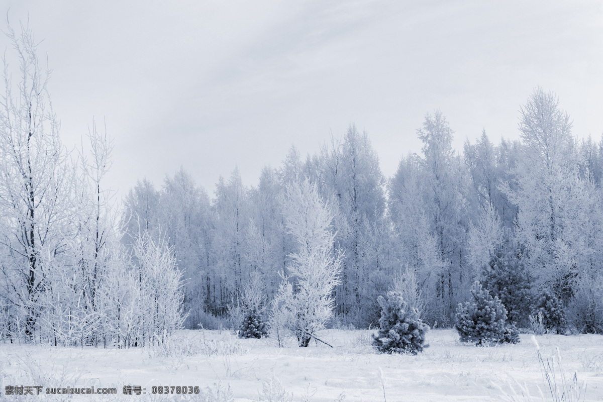 冬天树林美景 冬季 冬天 雪景 美丽风景 景色 美景 积雪 雪地 森林 树木 自然风景 自然景观 灰色
