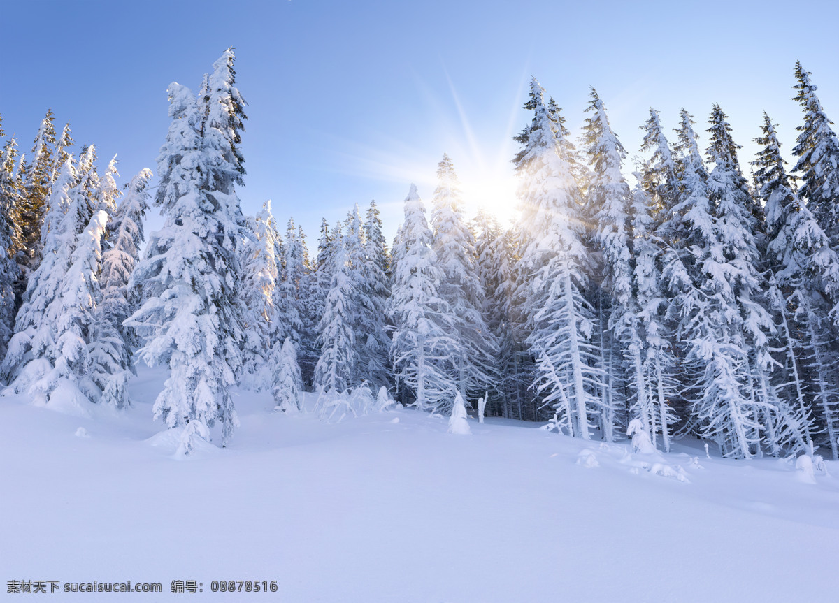 雪景 阳光 雪地 冬天 冬季 白雪 雪花 松树 树林 森林 针叶林 日出 雪山 自然 风光 风景 景色 梦幻 壁纸 景观 天空 美丽自然 自然风景 自然景观