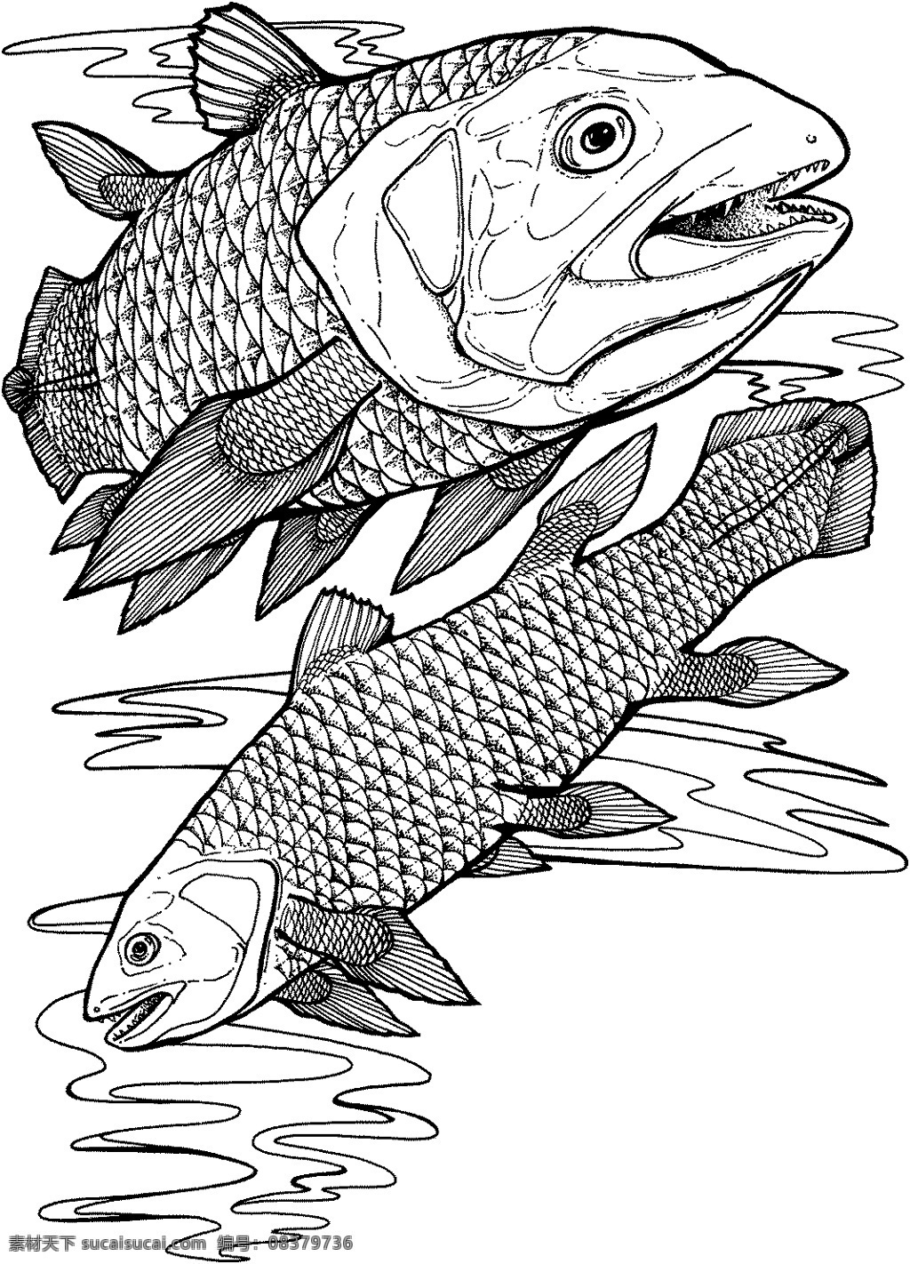 鱼 水中动物 动物素描 黑白画 设计素材 动物专辑 素描速写 书画美术 白色