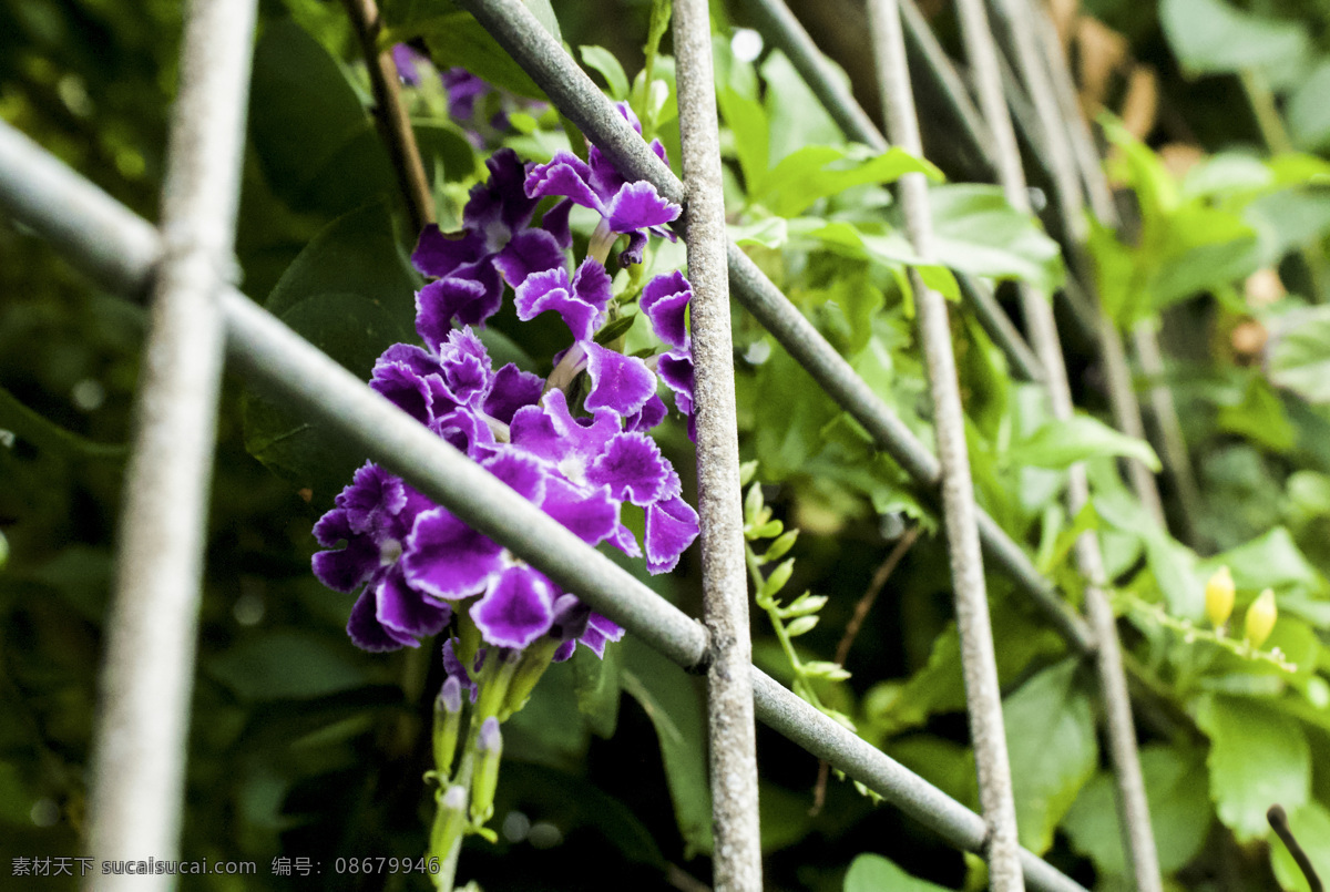春夏 紫色 花朵 开放 小清新 日系 温暖 紫色花朵 绿色树叶 铁丝网 网格 季节更替 千库原创 开心 幸福