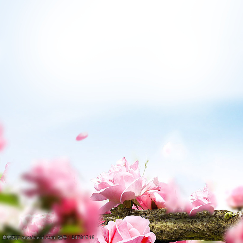 粉花主图背景 粉色 花朵 主图 直通车 淘宝 天猫 淘宝背景 天猫背景 主图背景 直通车背景 背景素材 白色