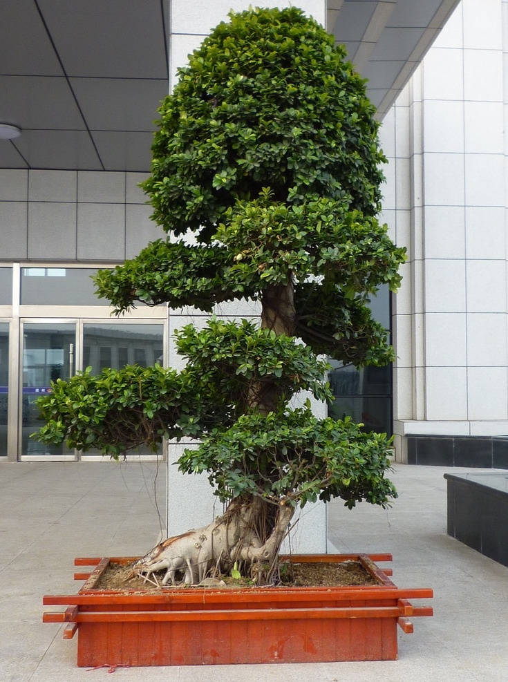 观赏树木 树木 盆景 榕树 绿色植物 植物 生物世界 树木树叶