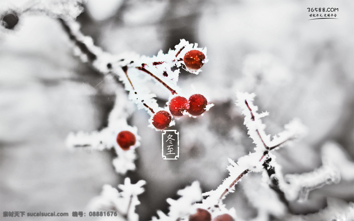 冬至 雪 树枝 红豆 红色 白色 节气 自然景观 田园风光