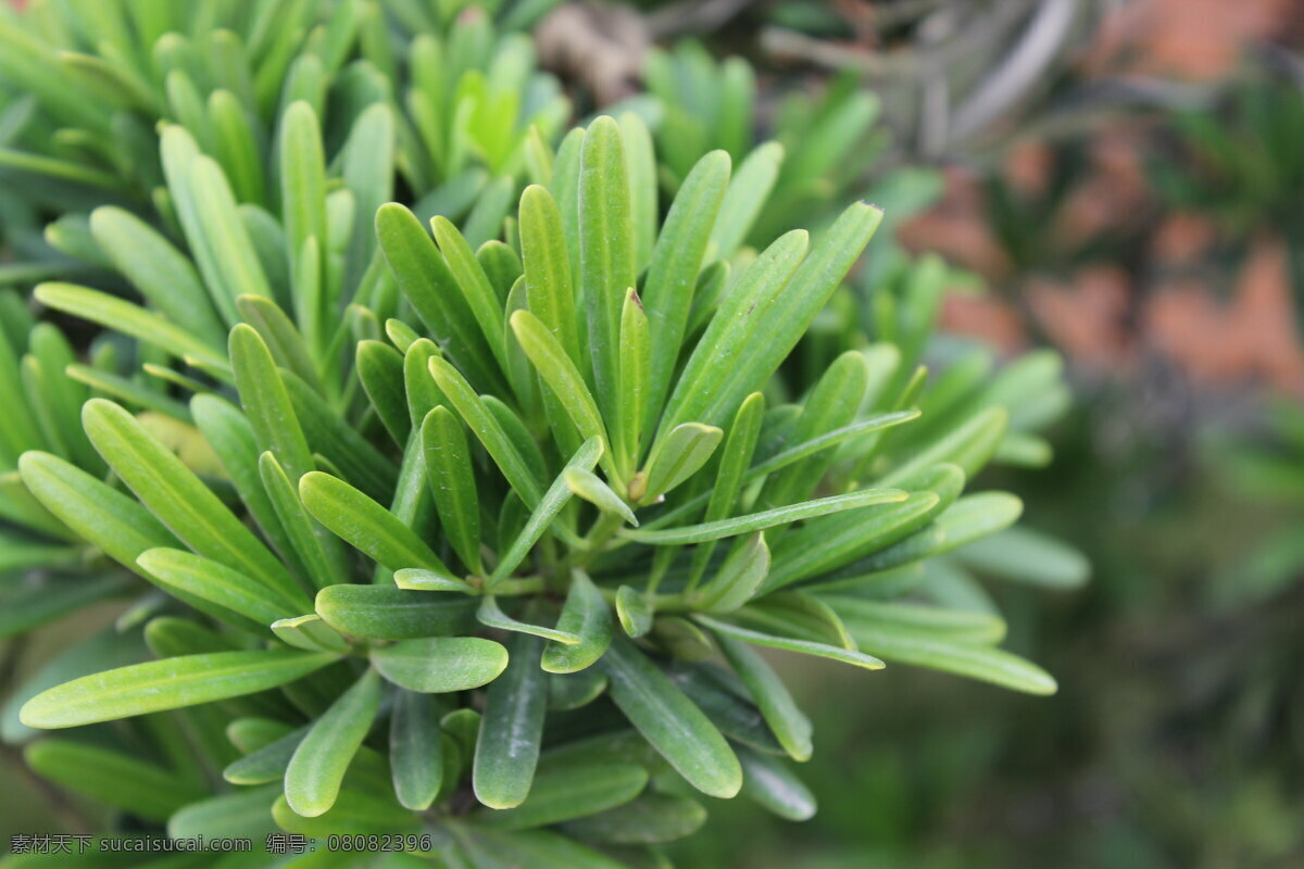 植物 罗汉松 光影 意境 盆景 生物世界 树木树叶 照片