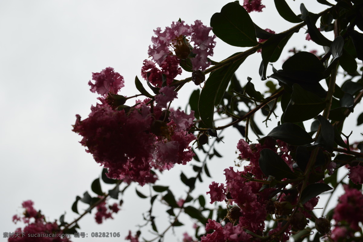 秋雨 中 紫薇 花 百日红 秋雨后 落英 满地 花朵 仍然 绽放 秋后 紫薇花 生物世界 花草