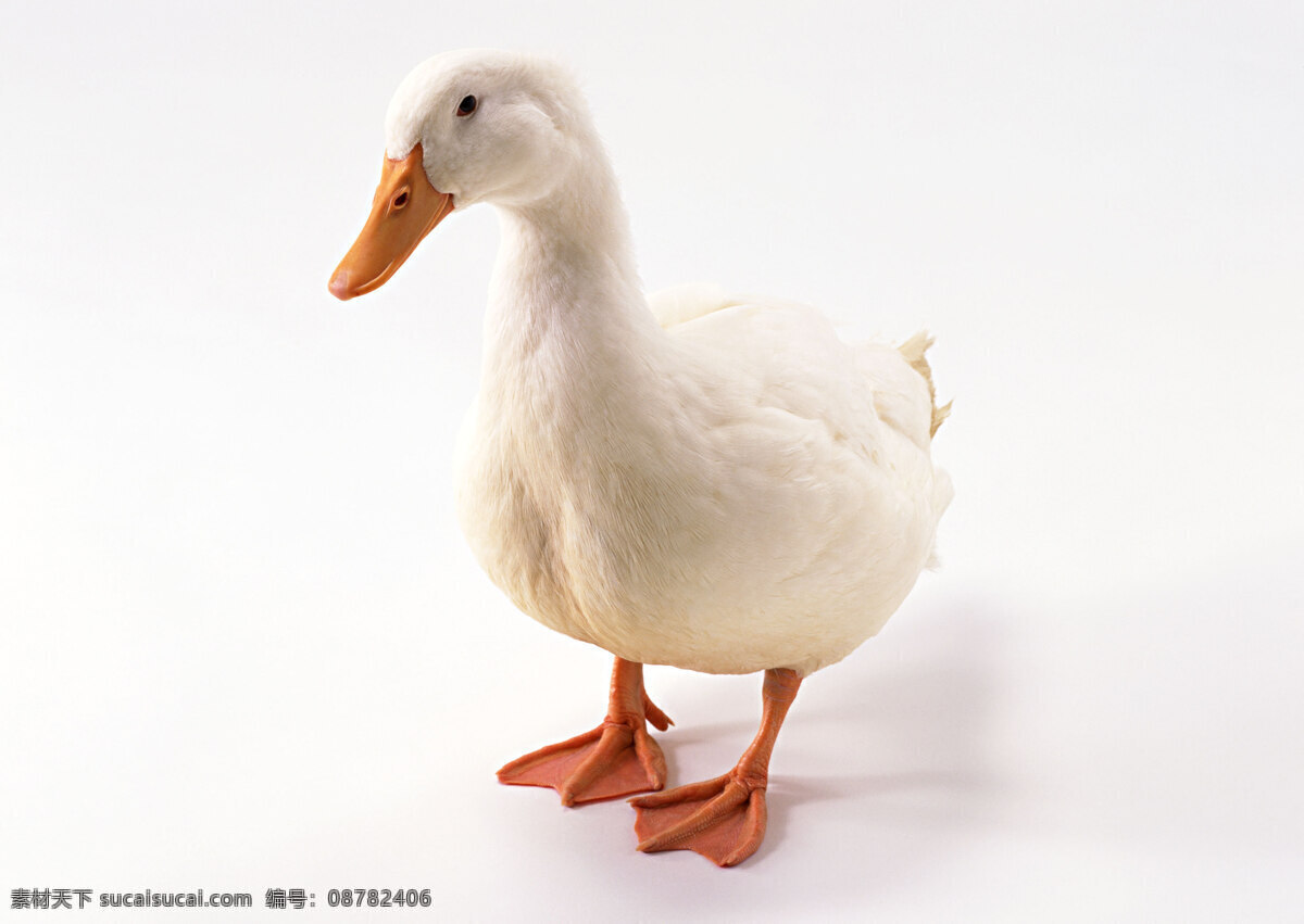 小 动物 动物世界 鹅 小动物 鸭子 生物世界