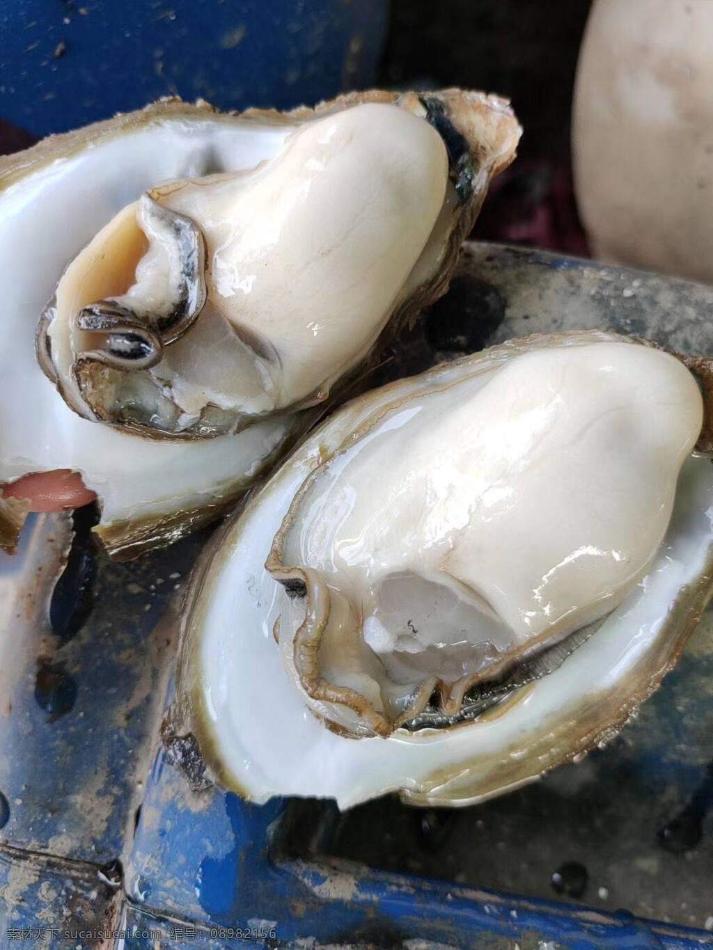 台山 新鲜 生 蚝 台山新鲜生蚝 海鲜 生蚝 鲜活 台山蚝 美食 餐饮 菜式 餐饮美食 西餐美食
