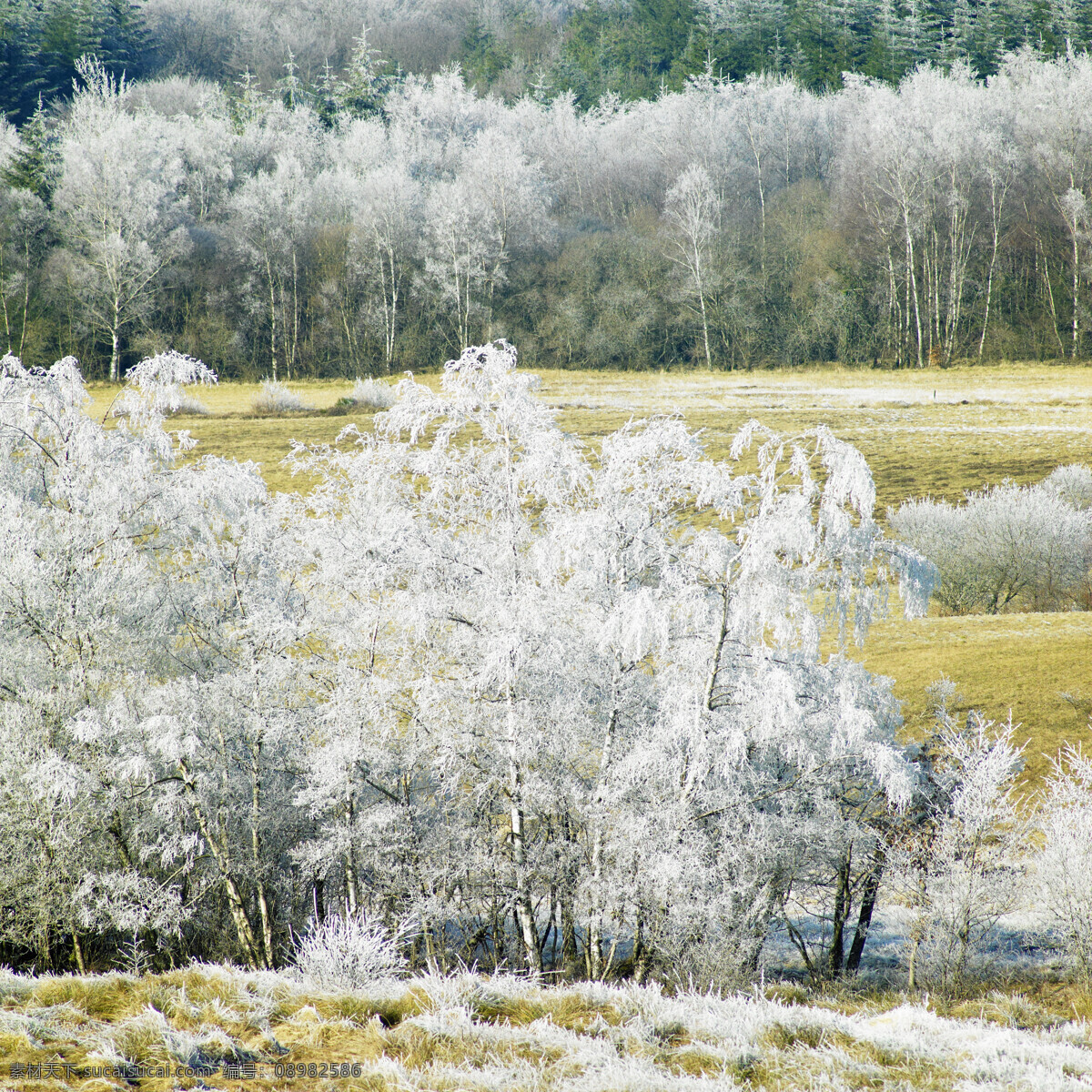 唯美 雪景 唯美的雪景 自然大气 生动形象 背景图片