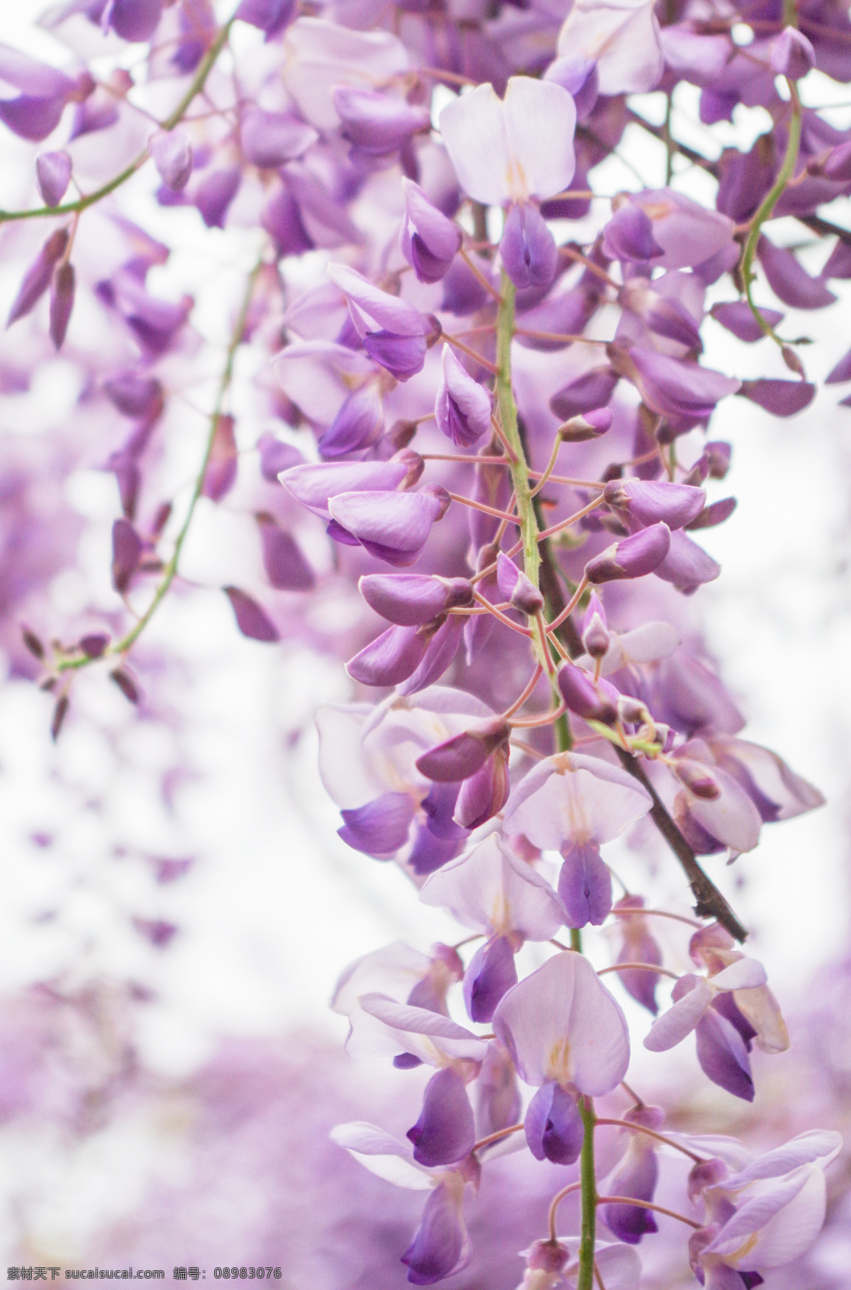 紫藤花 紫藤树 藤条 花卉 紫色 紫花 大图 生物世界 花草