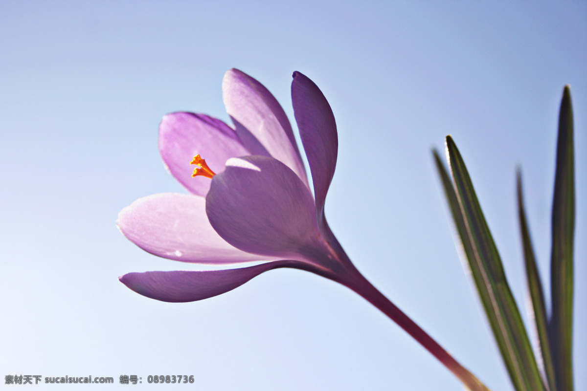 番红花 特写 紫色 花草 生物世界